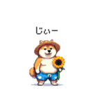 夏を満喫 太っちょ柴犬（個別スタンプ：32）