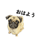 挨拶パグ（個別スタンプ：2）