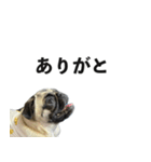 挨拶パグ（個別スタンプ：6）