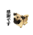 挨拶パグ（個別スタンプ：7）