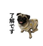 挨拶パグ（個別スタンプ：13）