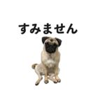 挨拶パグ（個別スタンプ：19）
