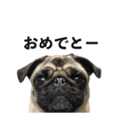 挨拶パグ（個別スタンプ：33）