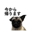 挨拶パグ（個別スタンプ：35）