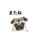 挨拶パグ（個別スタンプ：39）