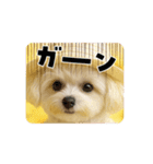 HANI's 3（個別スタンプ：2）