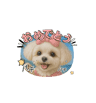 HANI's 3（個別スタンプ：5）