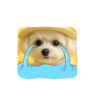 HANI's 3（個別スタンプ：10）