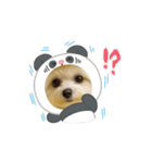 HANI's 3（個別スタンプ：11）