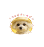 HANI's 3（個別スタンプ：13）