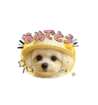 HANI's 3（個別スタンプ：16）