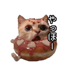 猫ミーム【ドーナツ猫】Q（個別スタンプ：1）