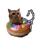 猫ミーム【ドーナツ猫】Q（個別スタンプ：3）