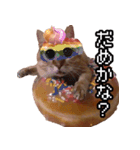 猫ミーム【ドーナツ猫】Q（個別スタンプ：5）