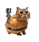 猫ミーム【ドーナツ猫】Q（個別スタンプ：6）