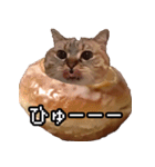猫ミーム【ドーナツ猫】Q（個別スタンプ：7）