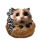 猫ミーム【ドーナツ猫】Q（個別スタンプ：8）