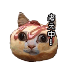 猫ミーム【ドーナツ猫】Q（個別スタンプ：9）