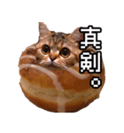 猫ミーム【ドーナツ猫】Q（個別スタンプ：10）