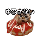 猫ミーム【ドーナツ猫】Q（個別スタンプ：12）