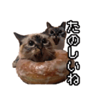 猫ミーム【ドーナツ猫】Q（個別スタンプ：13）