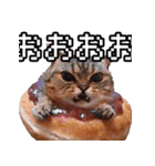猫ミーム【ドーナツ猫】Q（個別スタンプ：14）