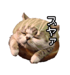 猫ミーム【ドーナツ猫】Q（個別スタンプ：15）