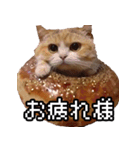 猫ミーム【ドーナツ猫】Q（個別スタンプ：16）