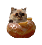 猫ミーム【ドーナツ猫】Q（個別スタンプ：18）