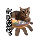 猫ミーム【ドーナツ猫】Q（個別スタンプ：19）