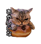 猫ミーム【ドーナツ猫】Q（個別スタンプ：20）