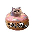 猫ミーム【ドーナツ猫】Q（個別スタンプ：21）