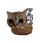 猫ミーム【ドーナツ猫】Q（個別スタンプ：22）