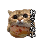 猫ミーム【ドーナツ猫】Q（個別スタンプ：23）