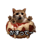 猫ミーム【ドーナツ猫】Q（個別スタンプ：24）