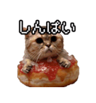 猫ミーム【ドーナツ猫】Q（個別スタンプ：25）
