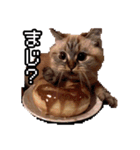 猫ミーム【ドーナツ猫】Q（個別スタンプ：26）