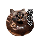 猫ミーム【ドーナツ猫】Q（個別スタンプ：28）