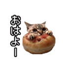猫ミーム【ドーナツ猫】Q（個別スタンプ：30）