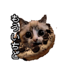 猫ミーム【ドーナツ猫】Q（個別スタンプ：31）