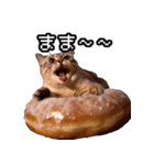 猫ミーム【ドーナツ猫】Q（個別スタンプ：32）