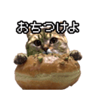 猫ミーム【ドーナツ猫】Q（個別スタンプ：33）