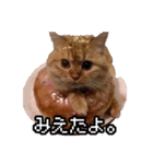 猫ミーム【ドーナツ猫】Q（個別スタンプ：34）