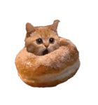 猫ミーム【ドーナツ猫】Q（個別スタンプ：36）