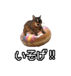 猫ミーム【ドーナツ猫】Q（個別スタンプ：37）