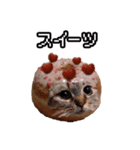 猫ミーム【ドーナツ猫】Q（個別スタンプ：38）