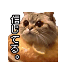 猫ミーム【ドーナツ猫】Q（個別スタンプ：39）