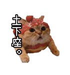 猫ミーム【ドーナツ猫】Q（個別スタンプ：40）