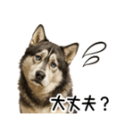 シベリアンハスキー★毎日の思いやり♡（個別スタンプ：1）
