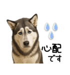 シベリアンハスキー★毎日の思いやり♡（個別スタンプ：2）